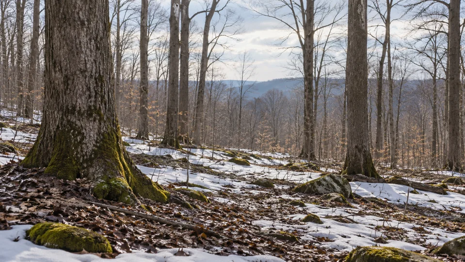 Late-winter woodland with small patches of snow