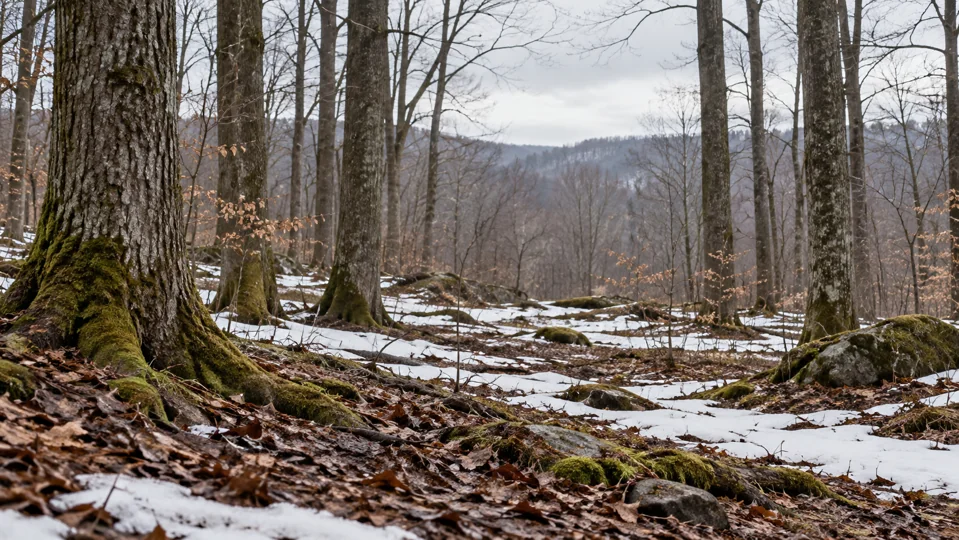 A woodland floor in the sugaring season